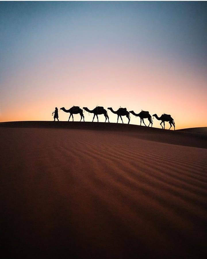 retraite-yoga-essaouira-stephieyoga-dromadaires
